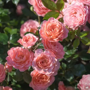 Apricot Drift&#174; Rose