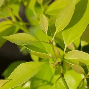 Camphor Tree