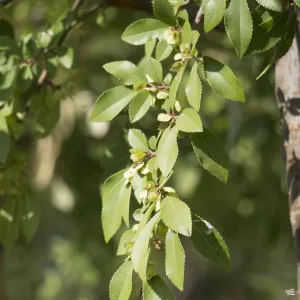 Chinese Elm 'Drake'