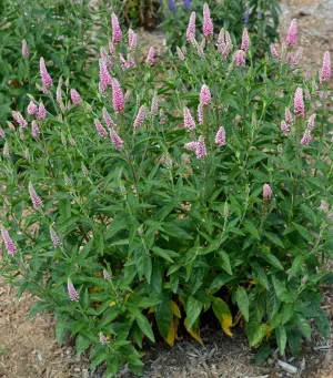 First Love Speedwell (Veronica)