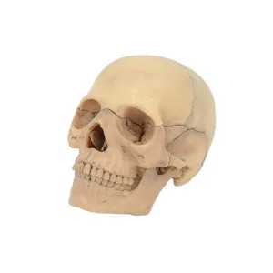 Human Skull Model 4D Assembled Simulation Small Human Skull Skull Skull Model Detachable 15 Parts Art Painting Teaching