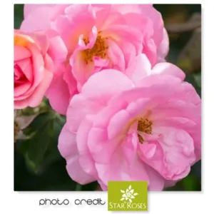 Rose – 'The Peachy Knock Out®' Shrub Rose